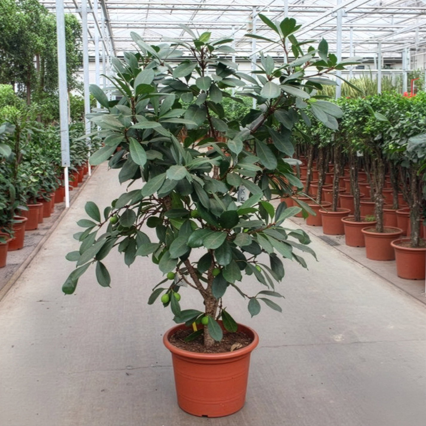 Ficus cyathistipula, verzweigt, Topf-Ø 45 cm, Höhe ca. 170 cm