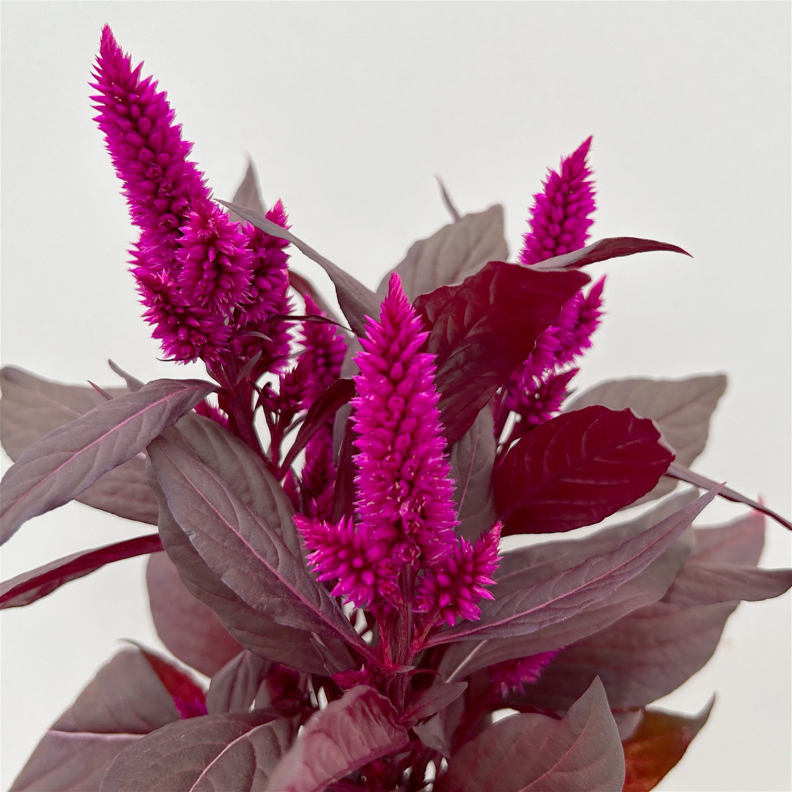 Celosia 'Mystic Shades' pink, Topf-Ø 12 cm, 3er-Set