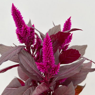 Celosia 'Mystic Shades', pink, Topf-Ø 12 cm, 3 Pflanzen