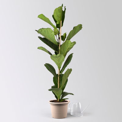 Geigenfeige, Topf-Ø 21 cm, Höhe ca. 80-100 cm Geigenfeige, Topf-Ø 21 cm, Höhe ca. 80-100 cm