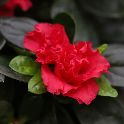 Azalee rot gefüllt mit Keramiktopf Dallas anthrazit, Topf-Ø 12 cm, 3er-Set