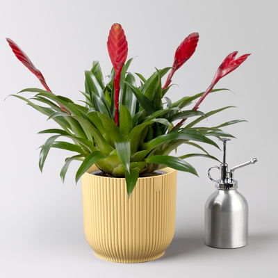 Vriesea 'Astrid', rot, im Übertopf Vibes gelb, Topf-Ø 12 cm Vriesea 'Astrid', rot, im Übertopf Vibes gelb, Topf-Ø 12 cm