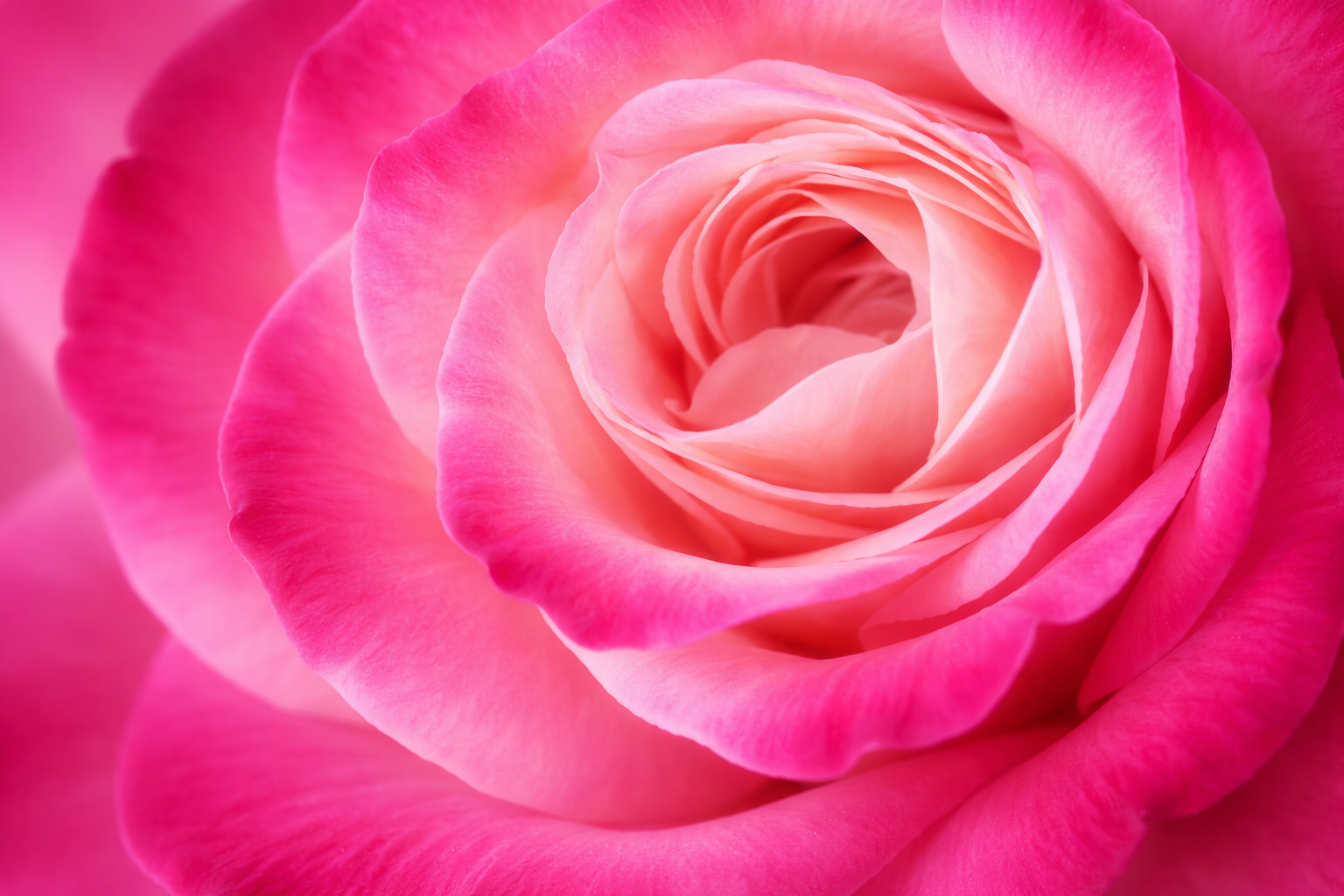 Nach rosanen Blüten filtern Nach rosanen Blüten filtern