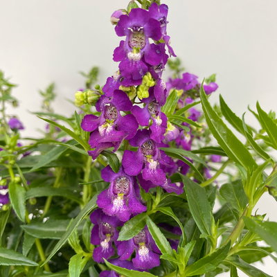 Angelonia lilablau, Topf-Ø 12 cm, 6er-Set