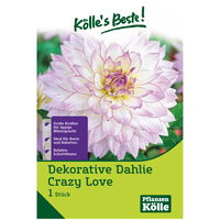 Kölle's Beste Dahlie 'Crazy Love', weiß/rosa, 1 Blumenknolle