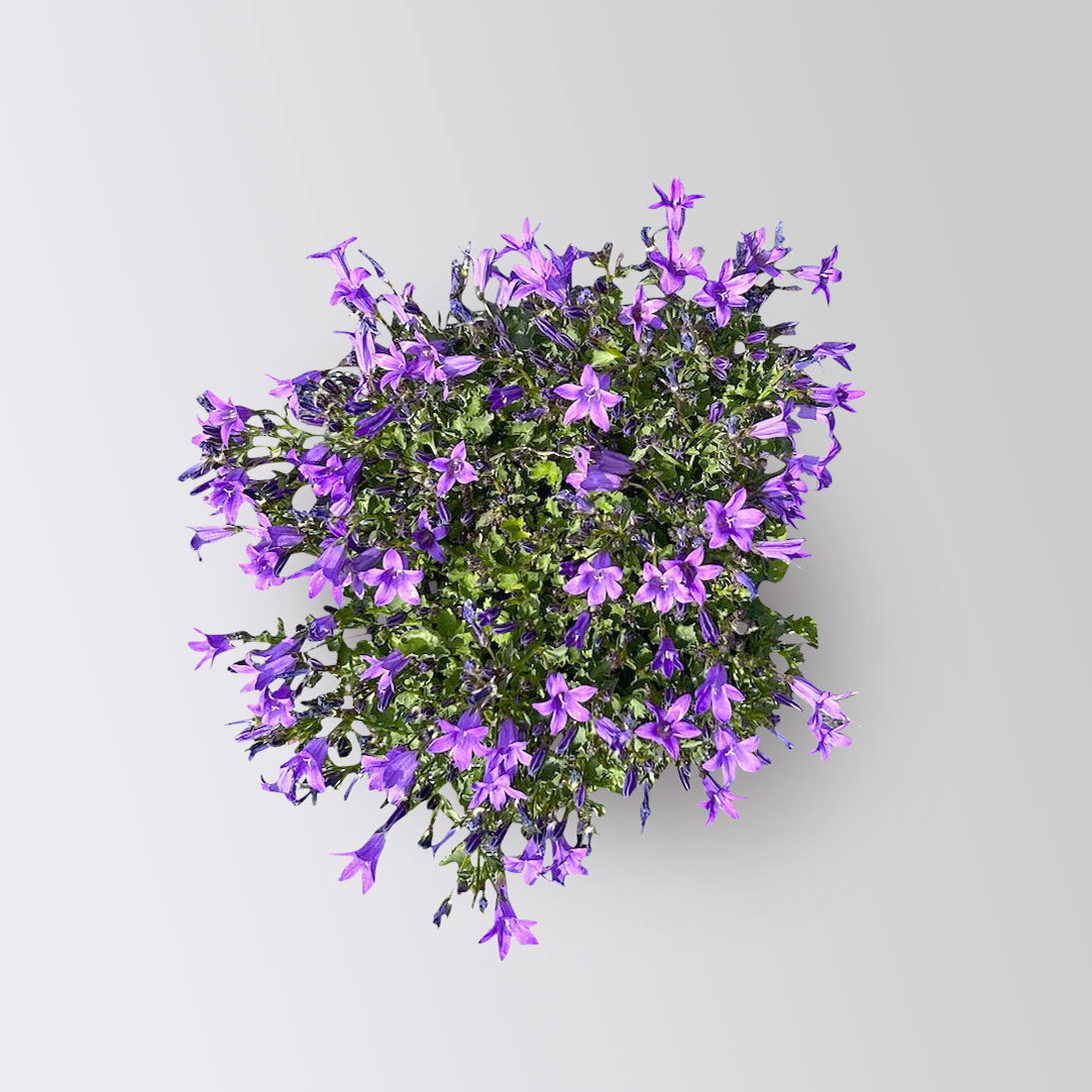 Bio Campanula portenschlagiana blau, Topf 11x11 cm, 3 Pflanzen Bio Campanula portenschlagiana blau, Topf 11x11 cm, 3 Pflanzen