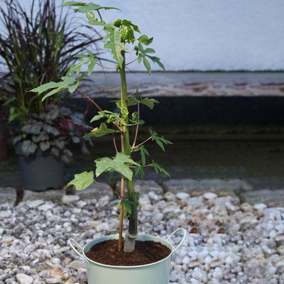 Blu Bio Papayapflanze, Topf-Ø 12 cm, 2er Set Blu Bio Papayapflanze, Topf-Ø 12 cm, 2er Set