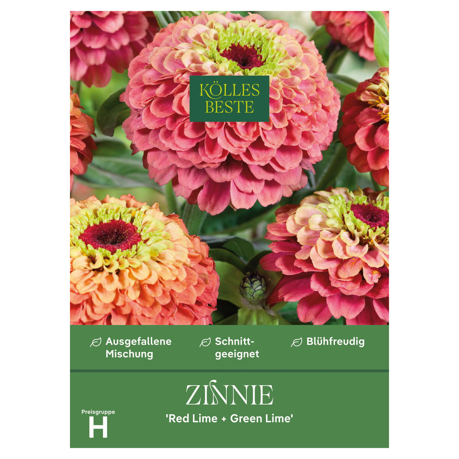 Kölles Beste Saatgut Zinnie 'Red Lime ' & 'Green Lime', bunt