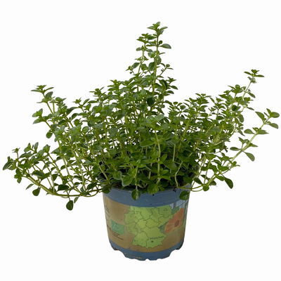 Bio Taborthymian, Topf-Ø 12cm Bio Taborthymian, Topf-Ø 12cm
