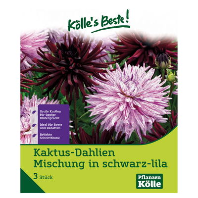 Kaktus-Dahlien Mischung, schwarz & lila, 3 Blumenknollen Kaktus-Dahlien Mischung, schwarz & lila, 3 Blumenknollen