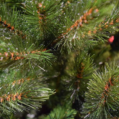 Triumph Tree Kunst-Tanne 'Forest Frosted Slim', Höhe ca. 215 cm Triumph Tree Kunst-Tanne 'Forest Frosted Slim', Höhe ca. 215 cm