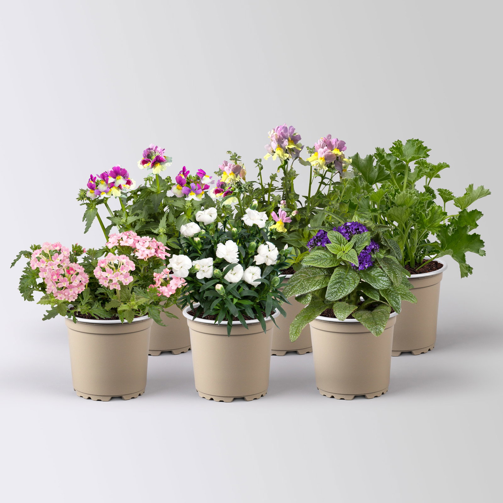 Pflanzenkreation 'Duft', 6 Pflanzen