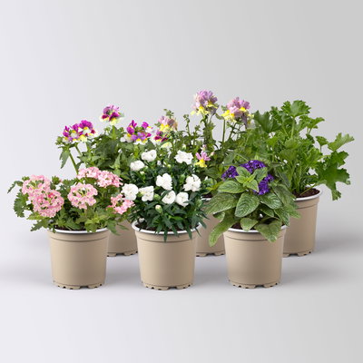 Pflanzenkreation 'Duft', 6 Pflanzen