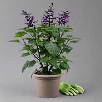 Ziersalbei purpurlila, Topf-Ø 21 cm, Höhe ca. 40 cm