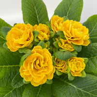 Pflanzenkreation Primelliebe, 9 Pflanzen inkl. Erde & Dünger