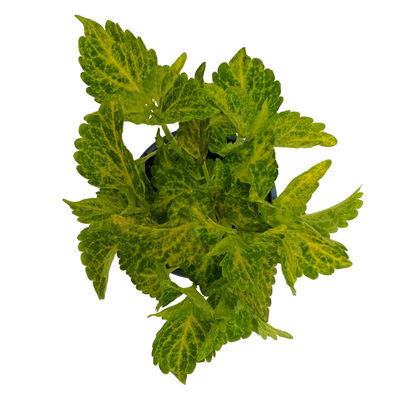 Buntnessel 'River Walk', hellgrün-dunkelgrün, Topf-Ø 12 cm, 6 Pflanzen