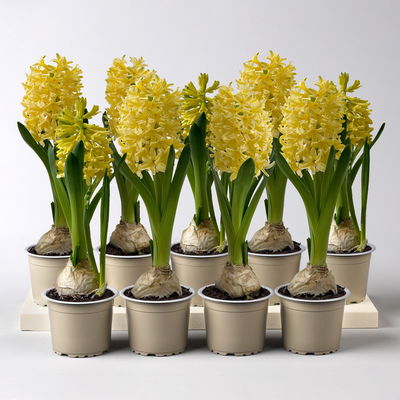 Hyazinthe gelb, vorgetrieben, Topf-Ø 9 cm, 9 Pflanzen