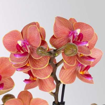 Schmetterlingsorchidee, orange, 2 Rispen, Topf-Ø 12 cm, Höhe ca. 50 cm Schmetterlingsorchidee, orange, 2 Rispen, Topf-Ø 12 cm, Höhe ca. 50 cm