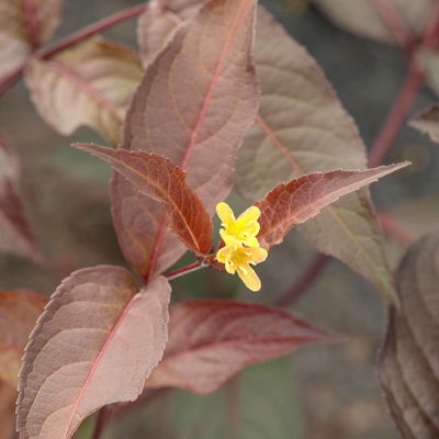 Rotlaubige Amerikanische Weigelie 'Diva'(s), rot, 4er-Set, Topf 5 Liter