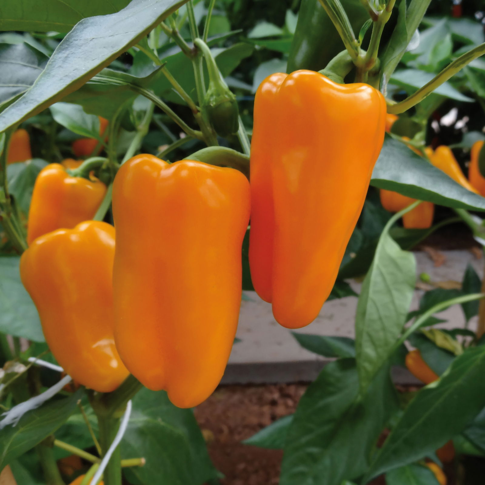 Snack-Paprika 'Midinor Red', 'Snackor Yellow', 'Snackor Orange' inkl. Greenbar®