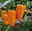 Snack-Paprika 'Midinor Red', 'Snackor Yellow', 'Snackor Orange' inkl. Greenbar®