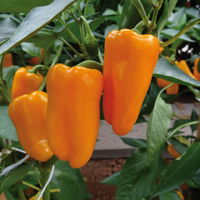 Snack-Paprika 'Midinor Red', 'Snackor Yellow', 'Snackor Orange' inkl. Greenbar®