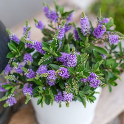 Hebe 'All Blooms®', blau, Topf-Ø 12 cm, 3 Pflanzen