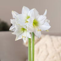 Gewachste XL-Amaryllis- Zwiebel 'Supreme Mix', Dekor zufällig, weiße Blüte