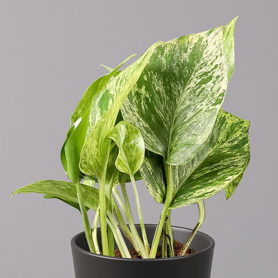 Efeutute 'Marble Queen' inkl. Topf Dallas anthrazit, Topf-Ø 12 cm, 3 Pflanzen