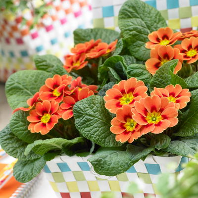 Primel, orange-rot, Topf-Ø 11 cm, 8 Pflanzen Primel, orange-rot, Topf-Ø 11 cm, 8 Pflanzen