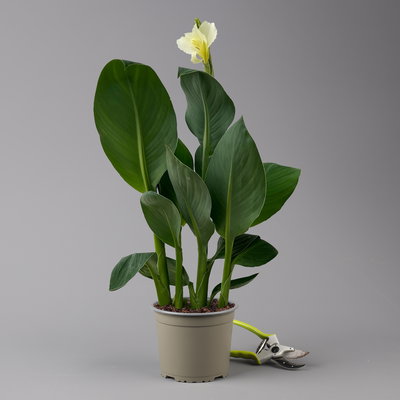 Canna 'Alaska', weiß, Topf-Ø 17 cm, 2 Pflanzen