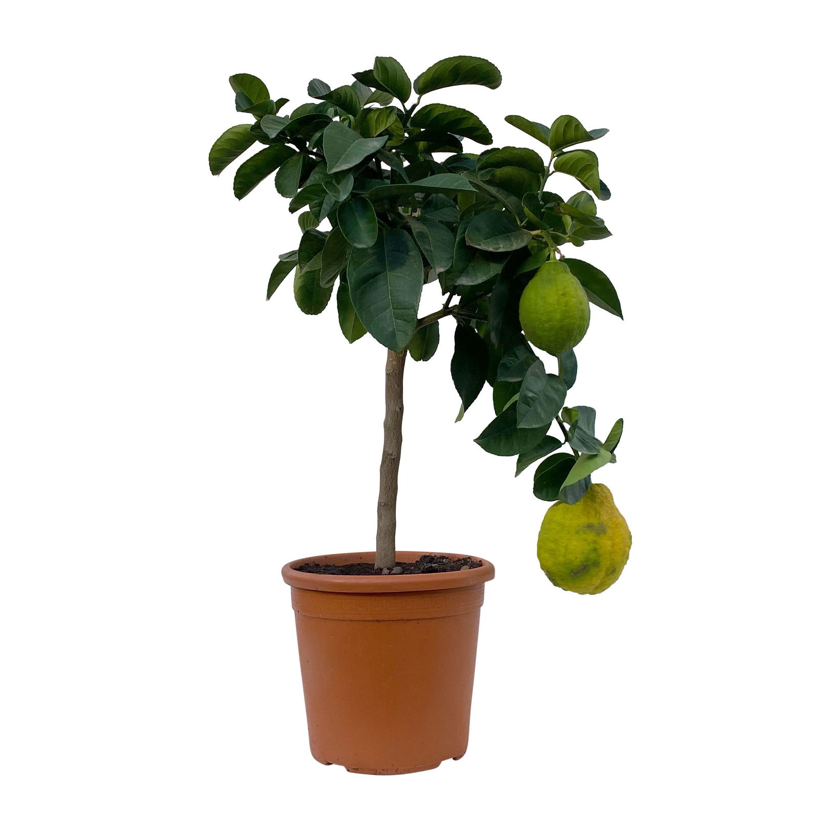 Riesenzitrone, Stamm, Topf-Ø 20 cm