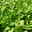 Bio Funkien 'Rainforest Sunrise', hellviolett, Topf 11x11 cm, 3 Pflanzen Bio Funkien 'Rainforest Sunrise', hellviolett, Topf 11x11 cm, 3 Pflanzen