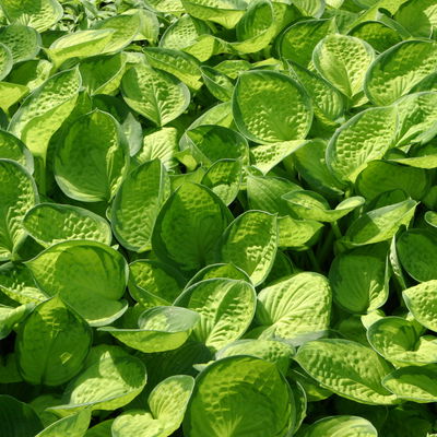 Bio Funkien 'Rainforest Sunrise', hellviolett, Topf 11x11 cm, 3 Pflanzen Bio Funkien 'Rainforest Sunrise', hellviolett, Topf 11x11 cm, 3 Pflanzen