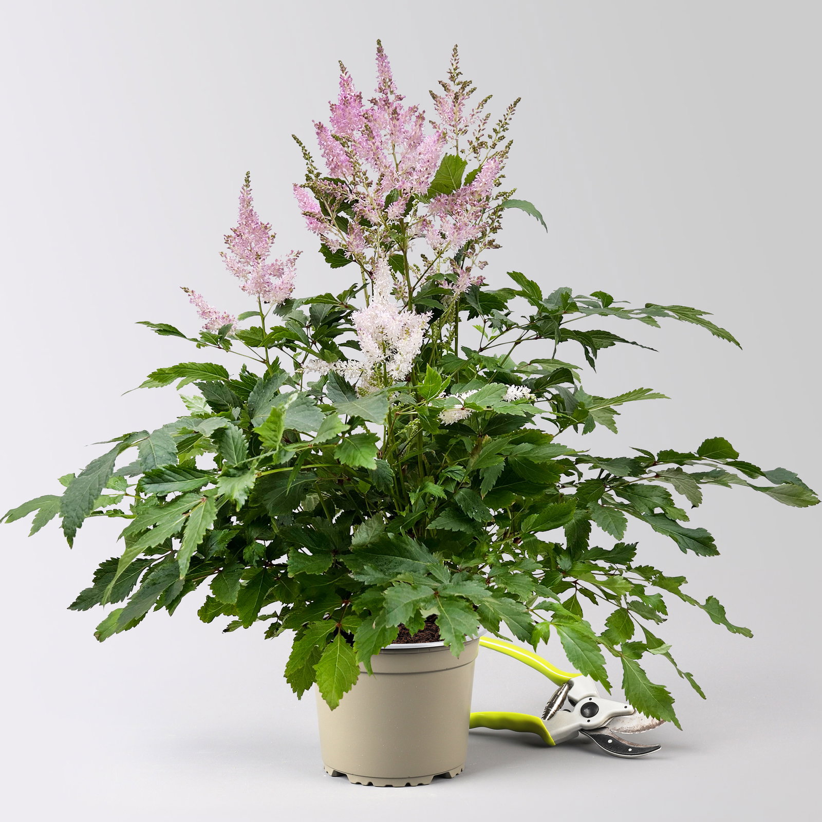 Astilbe arendsii, rosa, Topf-Ø 15 cm, 2 Pflanzen Astilbe arendsii, rosa, Topf-Ø 15 cm, 2 Pflanzen