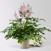 Astilbe arendsii, rosa, Topf-Ø 15 cm, 2 Pflanzen Astilbe arendsii, rosa, Topf-Ø 15 cm, 2 Pflanzen