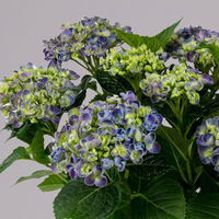 Hortensie 'Curly Wurly®', blau, vorgetrieben, Topf-Ø 14 cm