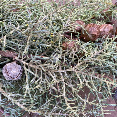 Zypressenzweige mit Zapfen im Handbund, blau, ca. 50 cm lang, 3 Bund Zypressenzweige mit Zapfen im Handbund, blau, ca. 50 cm lang, 3 Bund