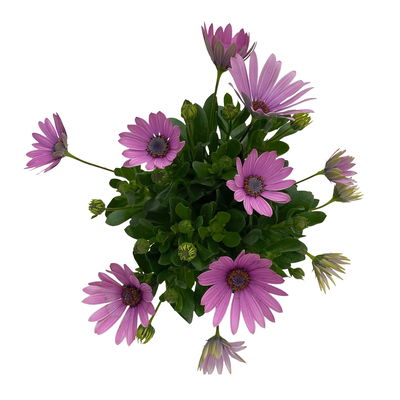 Kapkörbchen rosa, Topf-Ø 12 cm, 6er-Set