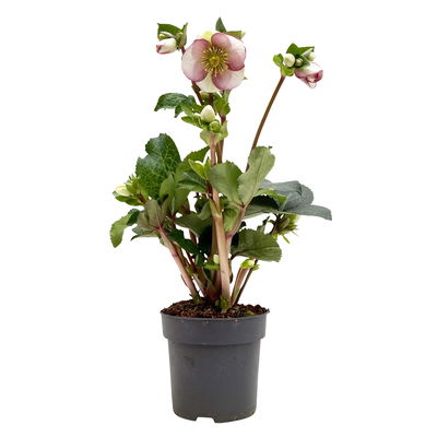 Helleborus 'Glenda's Gloss' rosa-weiß, Topf-Ø 15 cm Helleborus 'Glenda's Gloss' rosa-weiß, Topf-Ø 15 cm