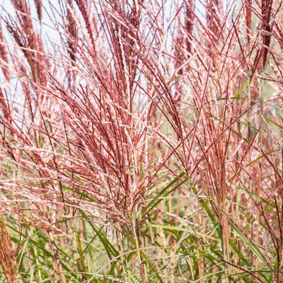 Bio Chinaschilf 'Rosi' rosa, Topf 5 Liter Bio Chinaschilf 'Rosi' rosa, Topf 5 Liter