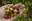 Stachelbeeren