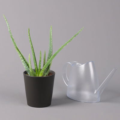 Aloe vera mit Keramiktopf Dallas anthrazit, Topf-Ø 12 cm, Höhe ca. 20-35 cm