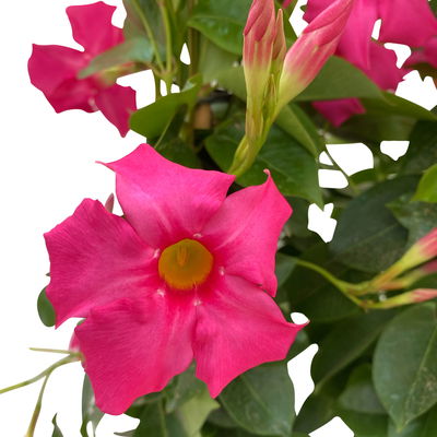 Dipladenie, rosa, Doppelbogen, Topf-Ø 21 cm,  Höhe ca. 90 cm