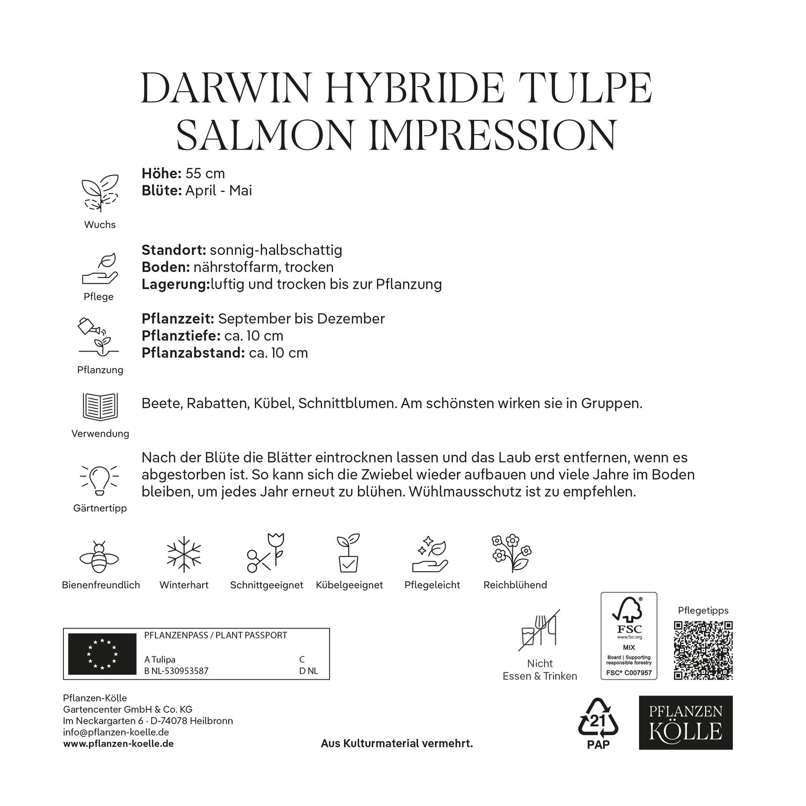 XXL Darwin Hybride Tulpen Salmon Impression rosa, 7 Blumenzwiebeln