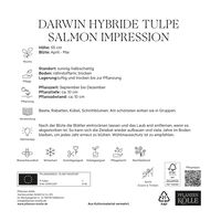 XXL Darwin Hybride Tulpen Salmon Impression rosa, 7 Blumenzwiebeln