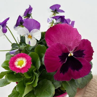 Frühlingmix, rosa, Topf-Ø 13 cm, 6 Pflanzen