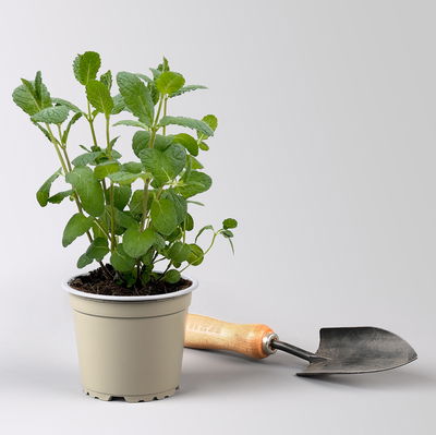 Spanische Minze, Kölle Bio, 12cm Topf, frisch aus unserer Bio-Gärtnerei Spanische Minze, Kölle Bio, 12cm Topf, frisch aus unserer Bio-Gärtnerei