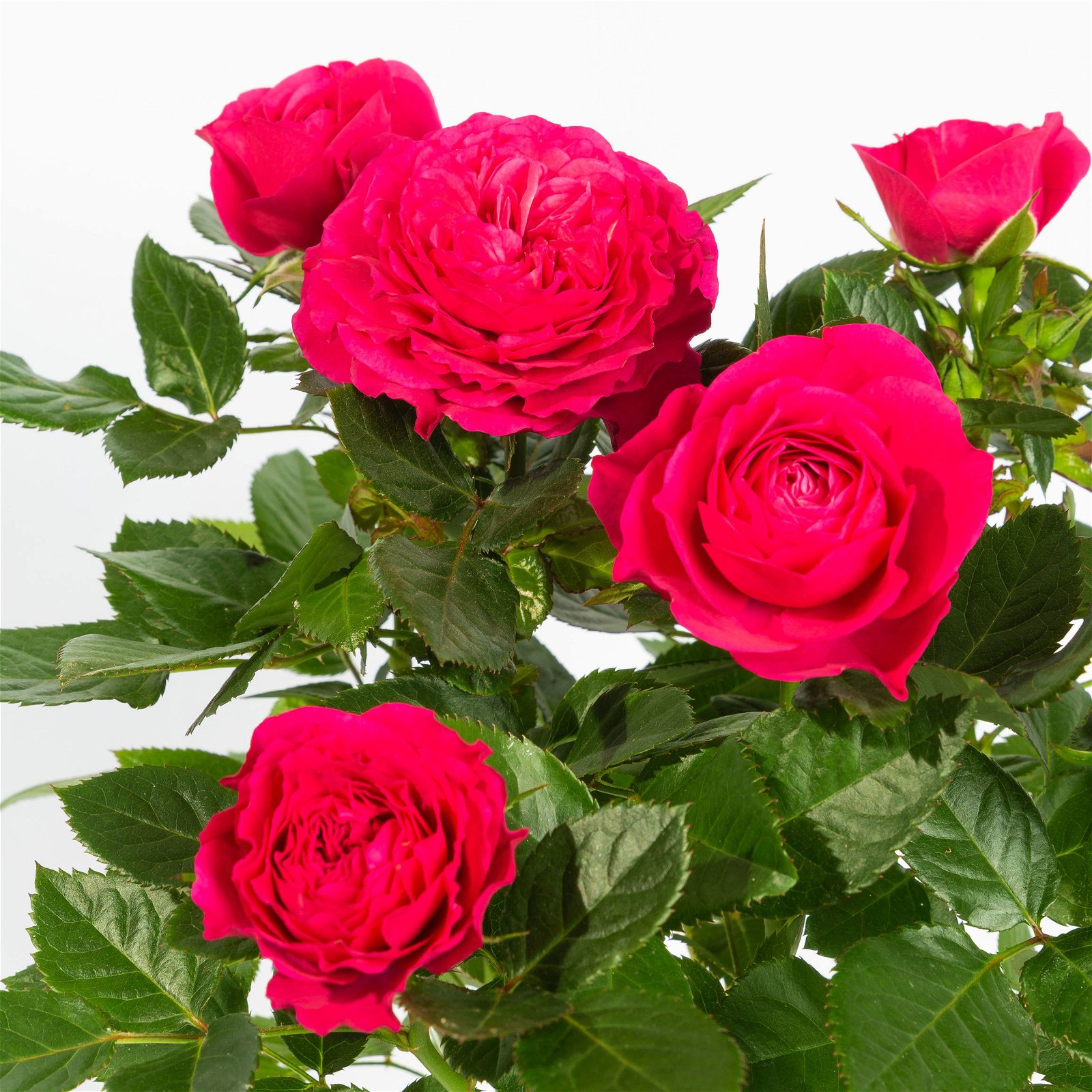 Rose, pink, mit Topf Dallas weiß, Topf-Ø 13 cm, 3er-Set