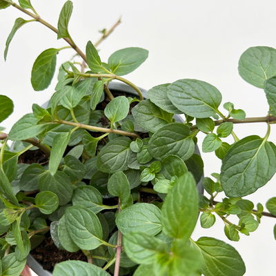 Pfefferminze, Kölle Bio, 12cm Topf, frisch aus unserer Bio-Gärtnerei